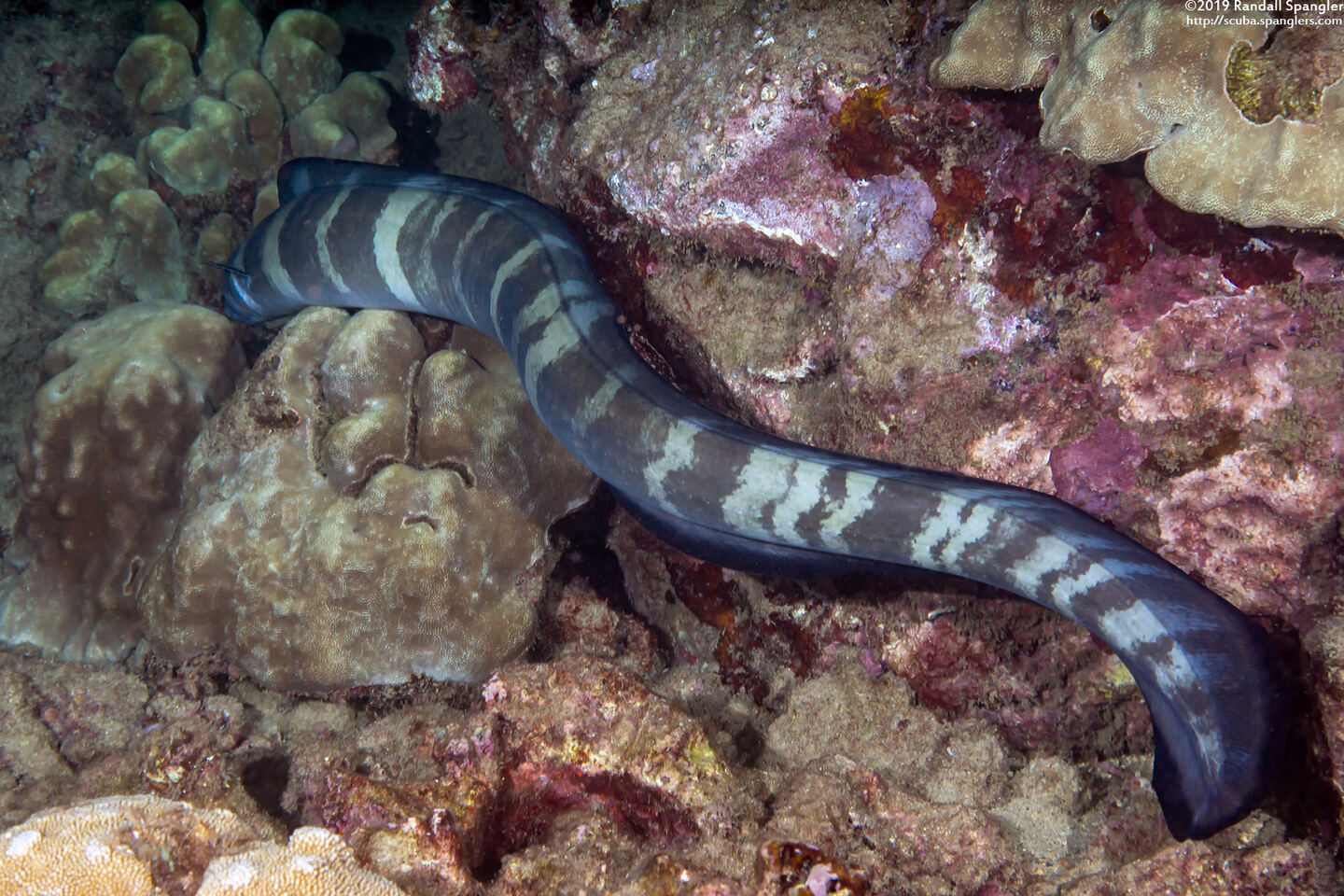Conger marginatus (Hawaiian Conger)