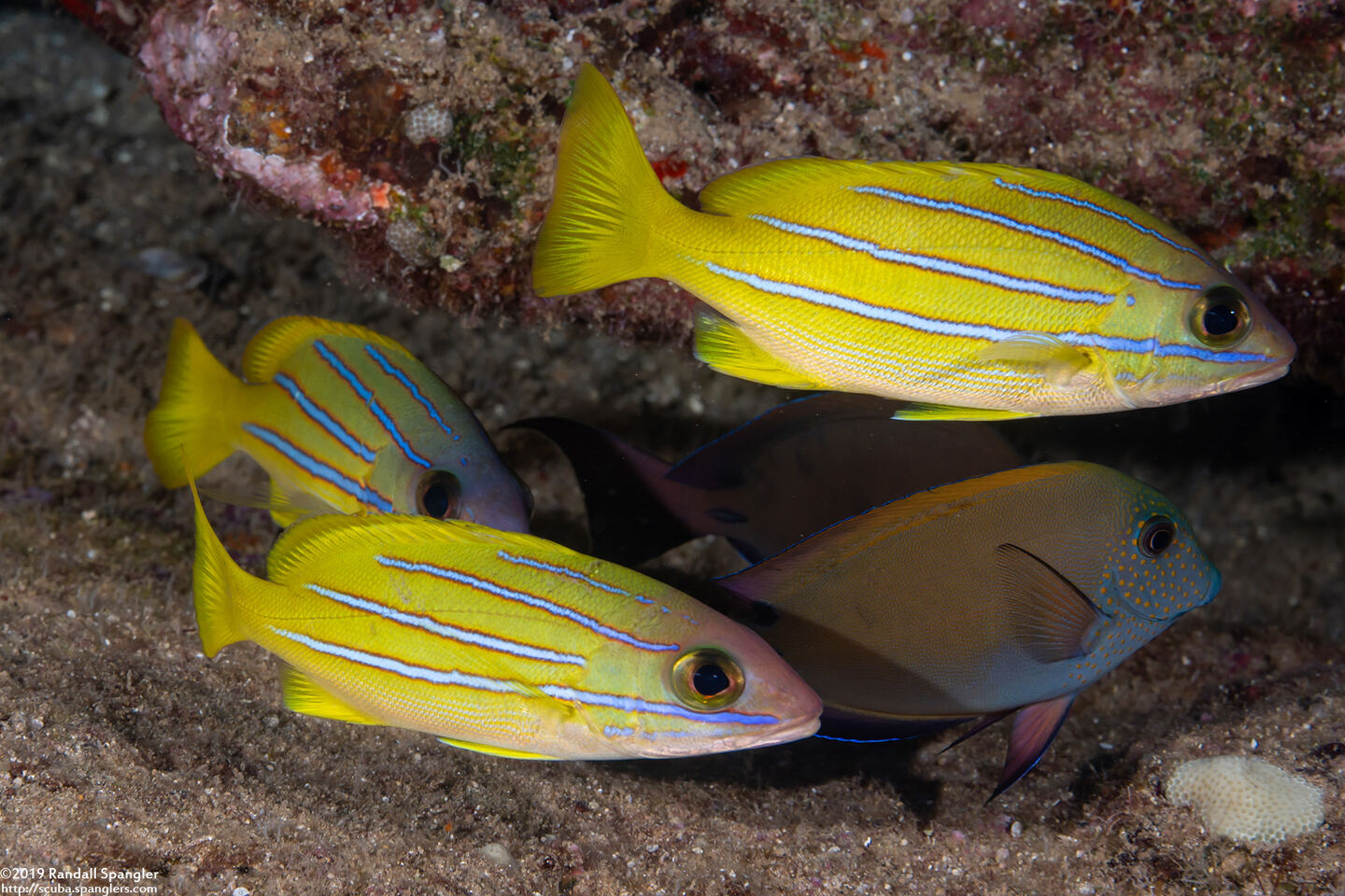 Lutjanus kasmira (Bluestripe Snapper)