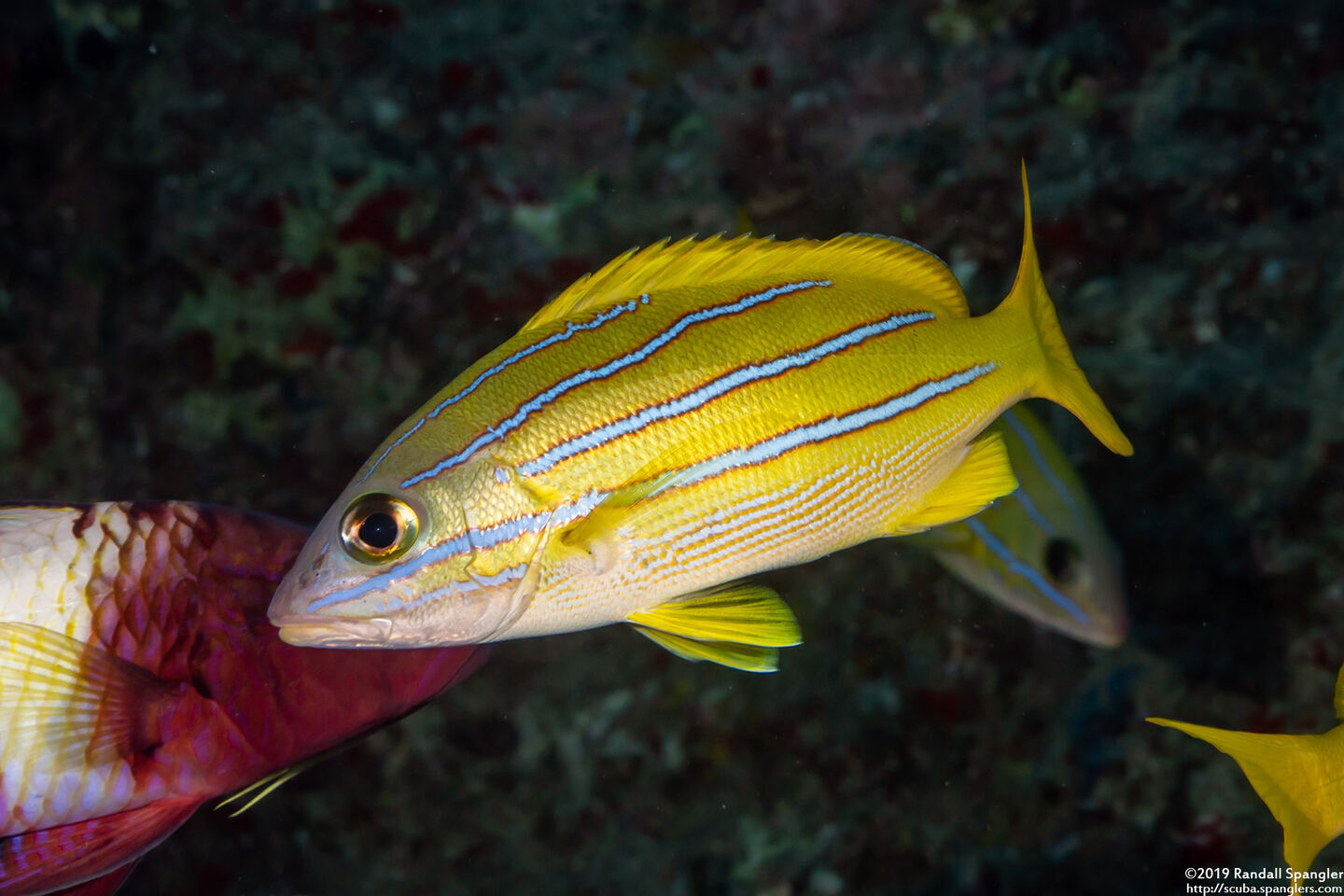 Lutjanus kasmira (Bluestripe Snapper)