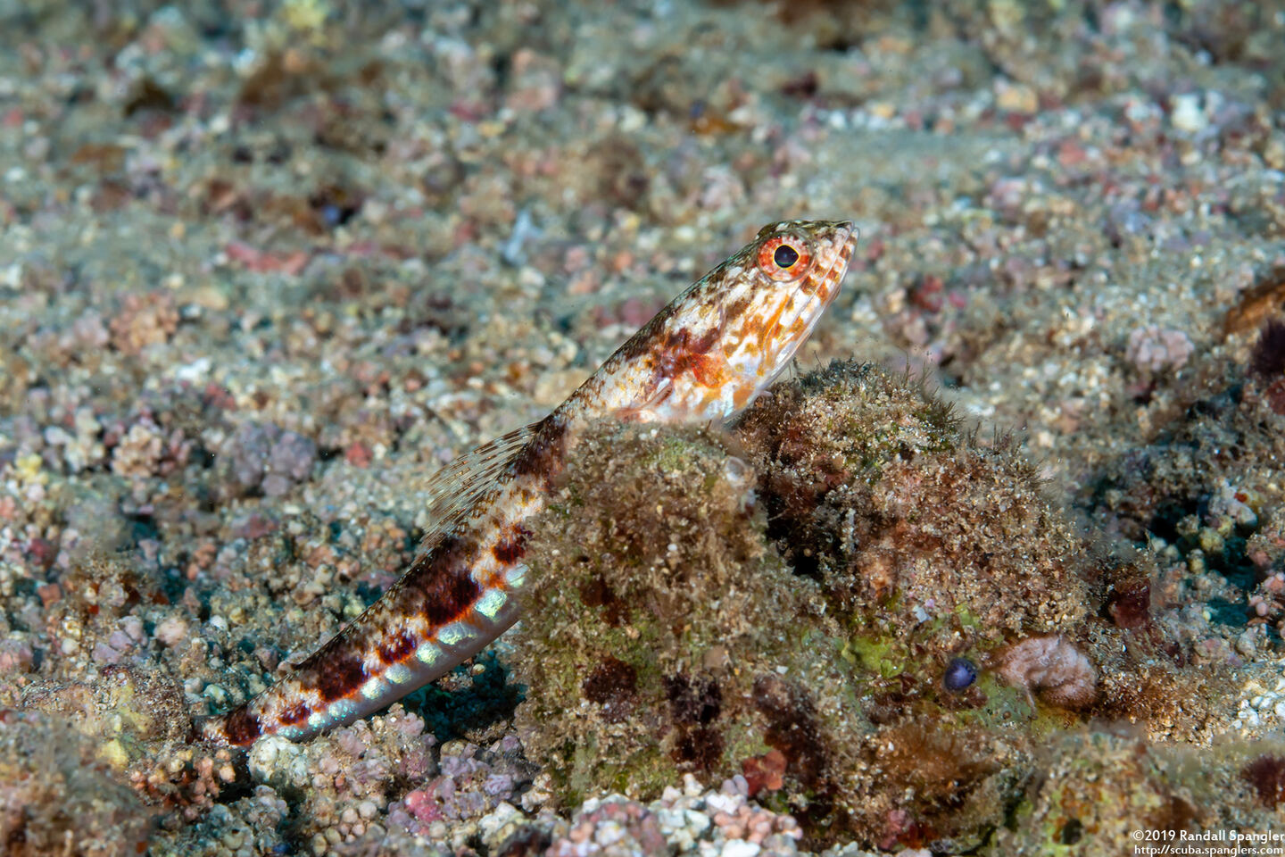 Synodus variegatus (Reef Lizardfish)