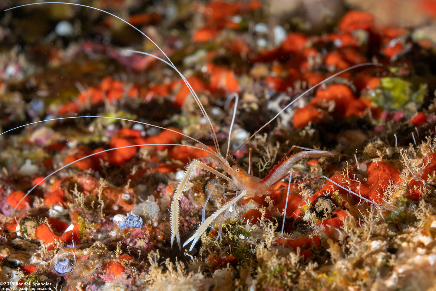 Stenopus pyrsonotus (Flameback Coral Shrimp)