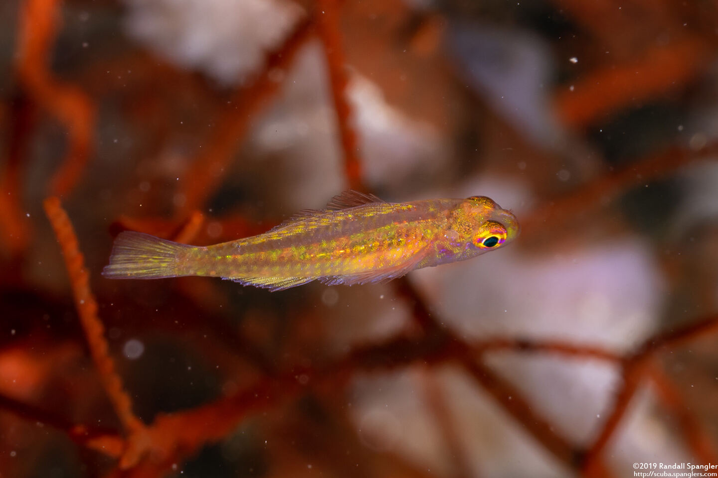 Trimma taylori (Cave Pygmygoby)