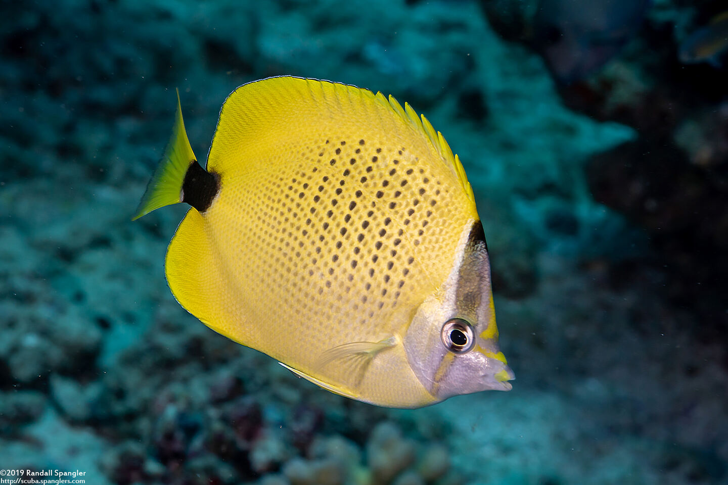 Chaetodon miliaris (Milletseed Butterflyfish)