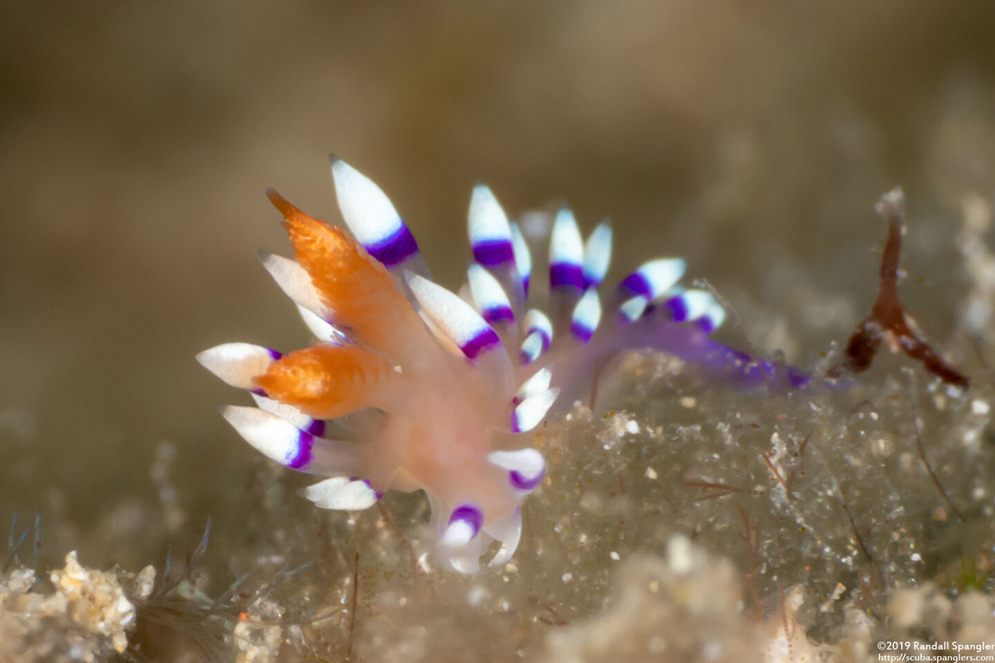 Coryphellina exoptata (Desirable Flabellina)