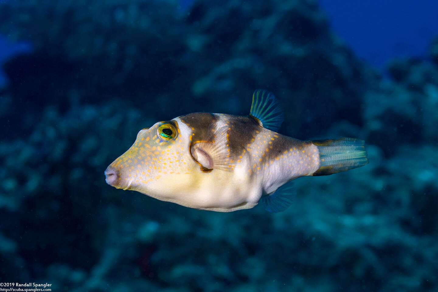 Canthigaster coronata (Crowned Toby)
