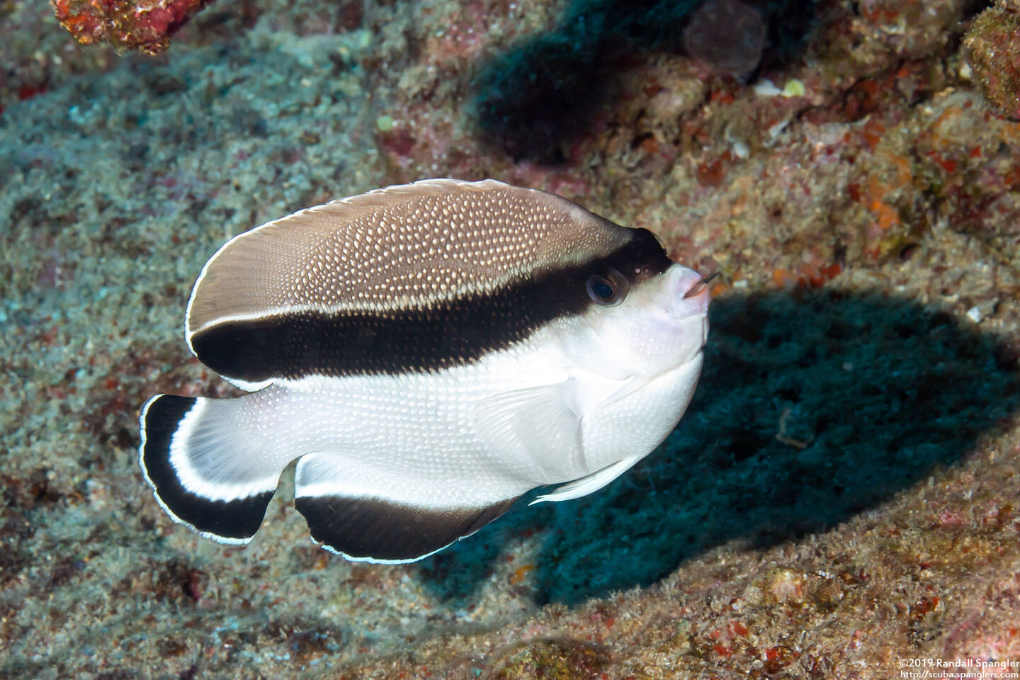 Apolemichthys arcuatus (Bandit Angelfish)