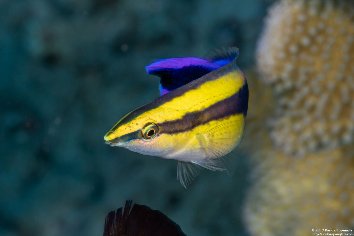 Labroides phthirophagus (Hawaiian Cleaner Wrasse)