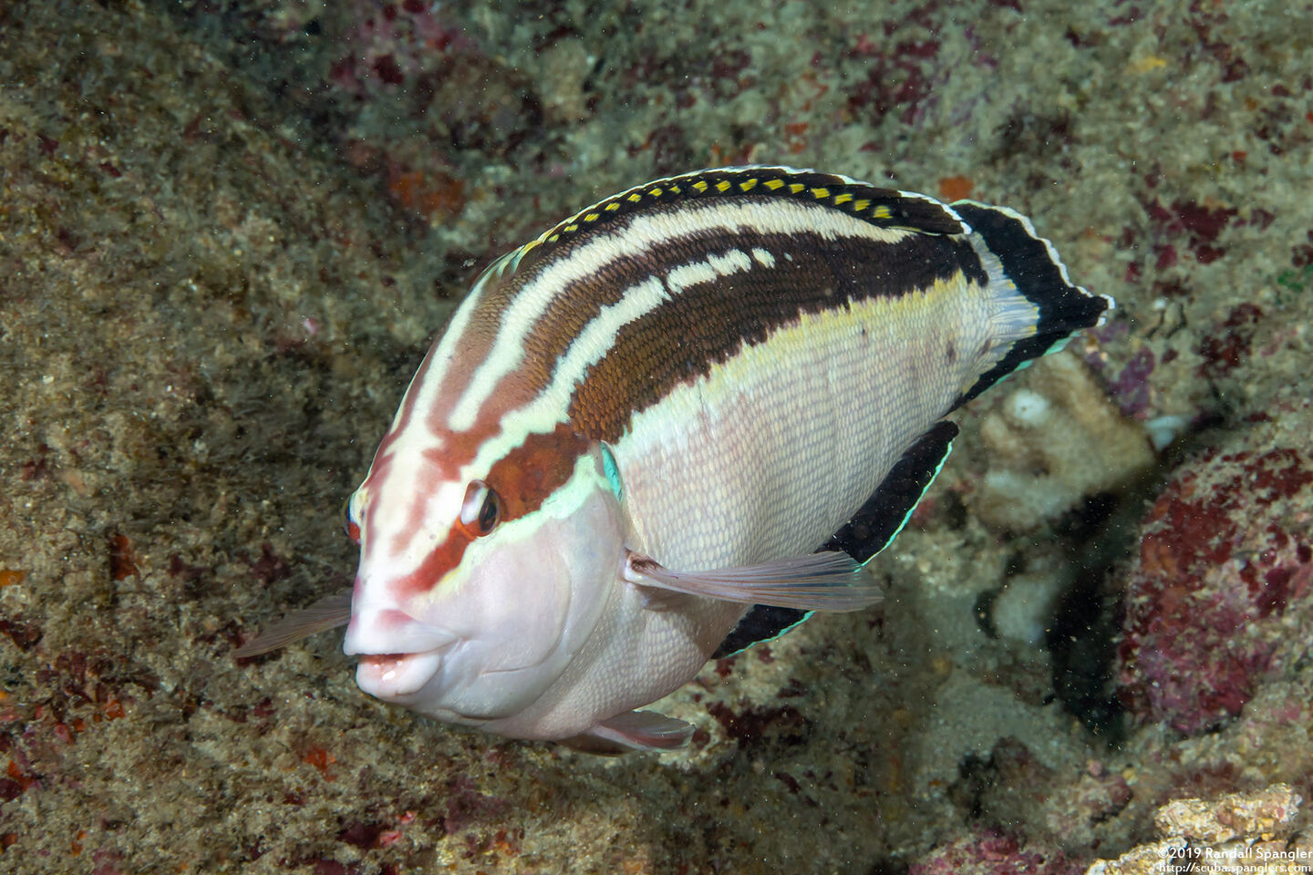 Coris flavovittata (Blackstripe Coris)