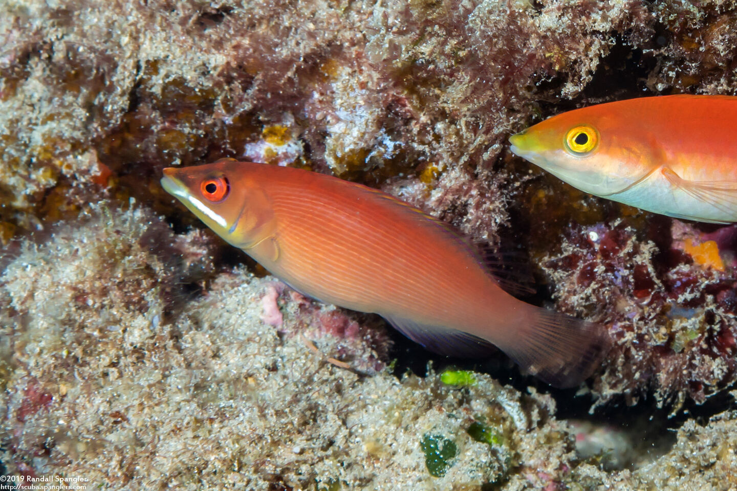 Pseudocheilinus evanidus (Disappearing Wrasse)
