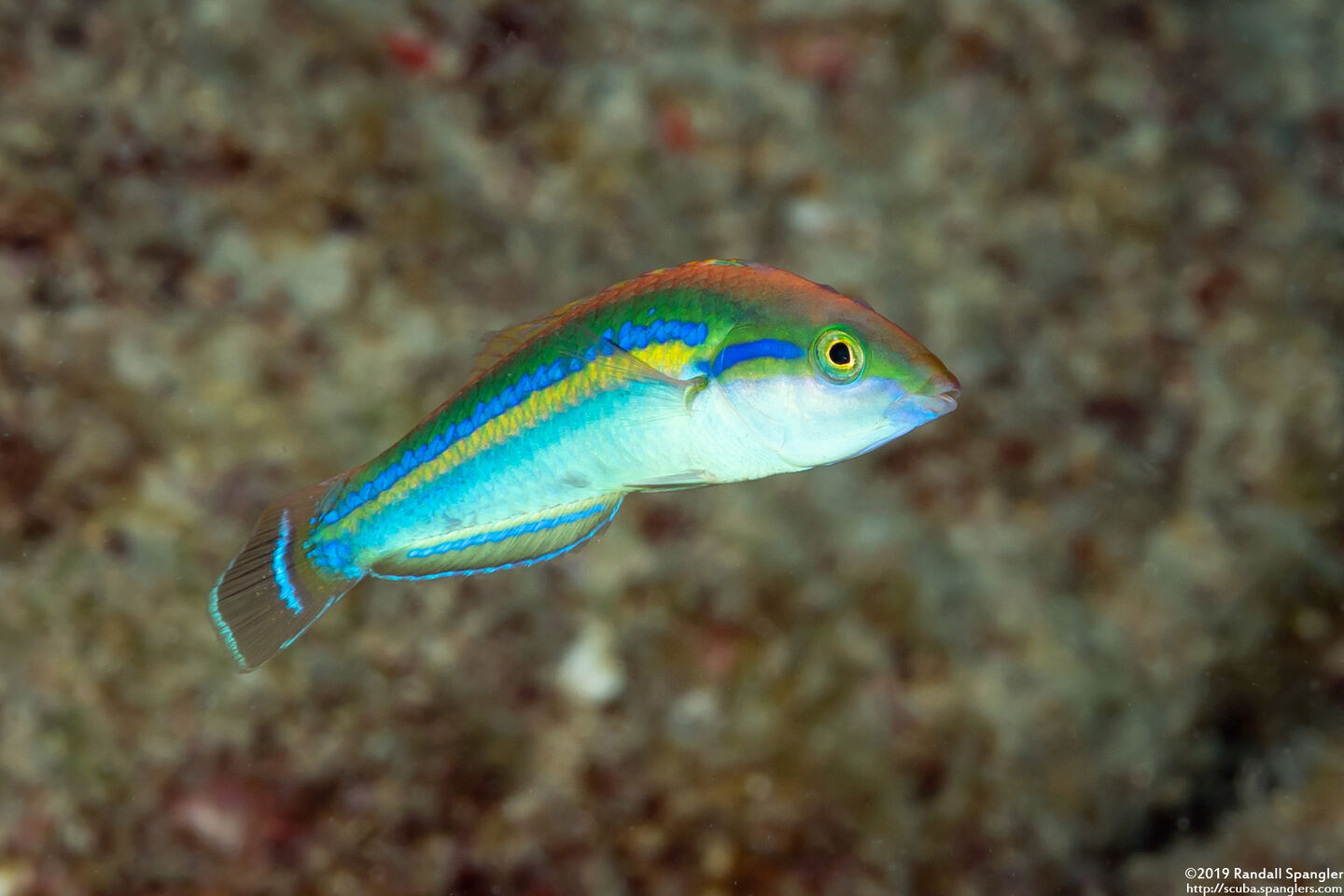Pseudojuloides cerasinus (Pencil Wrasse)