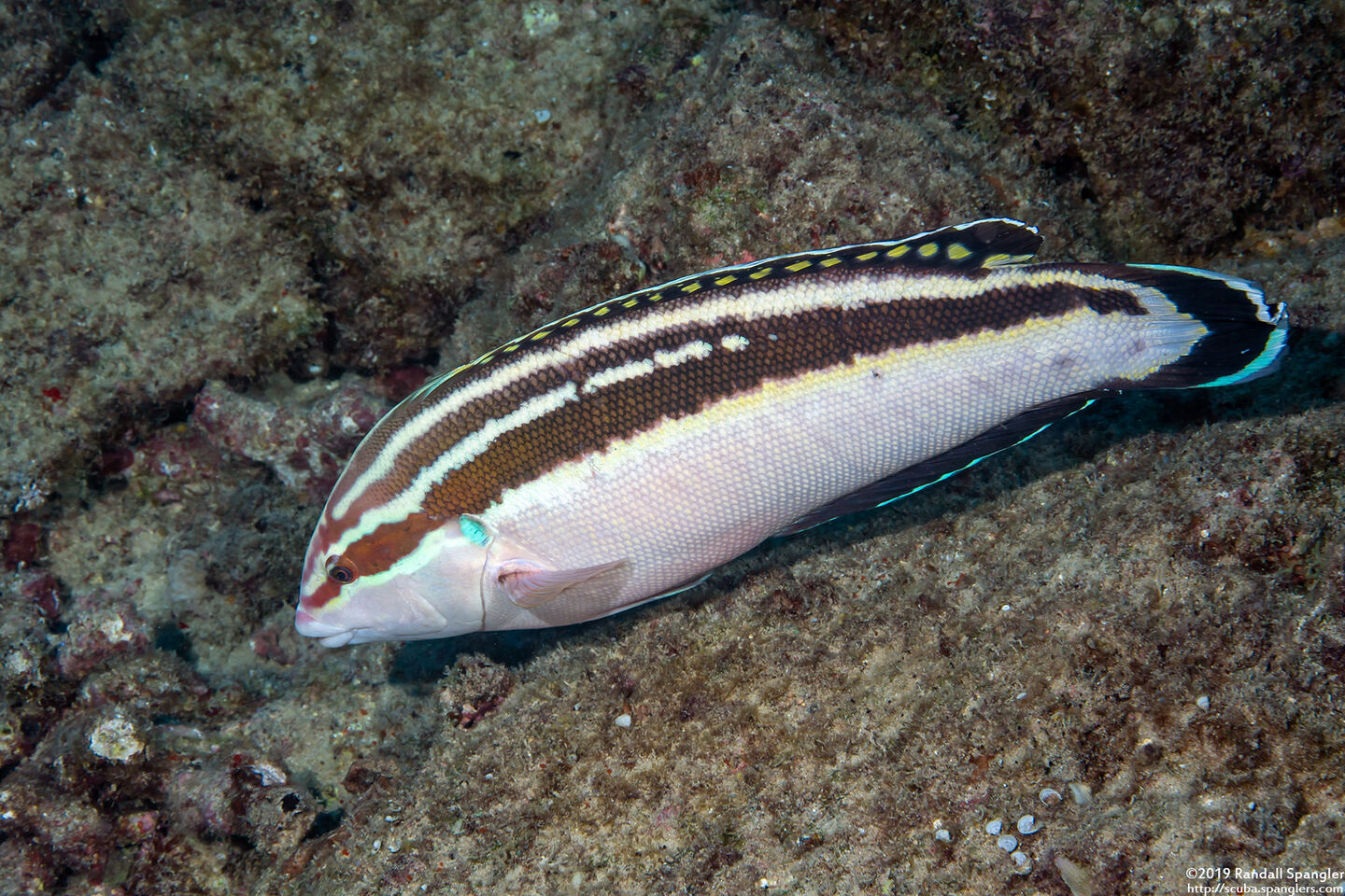 Coris flavovittata (Blackstripe Coris)