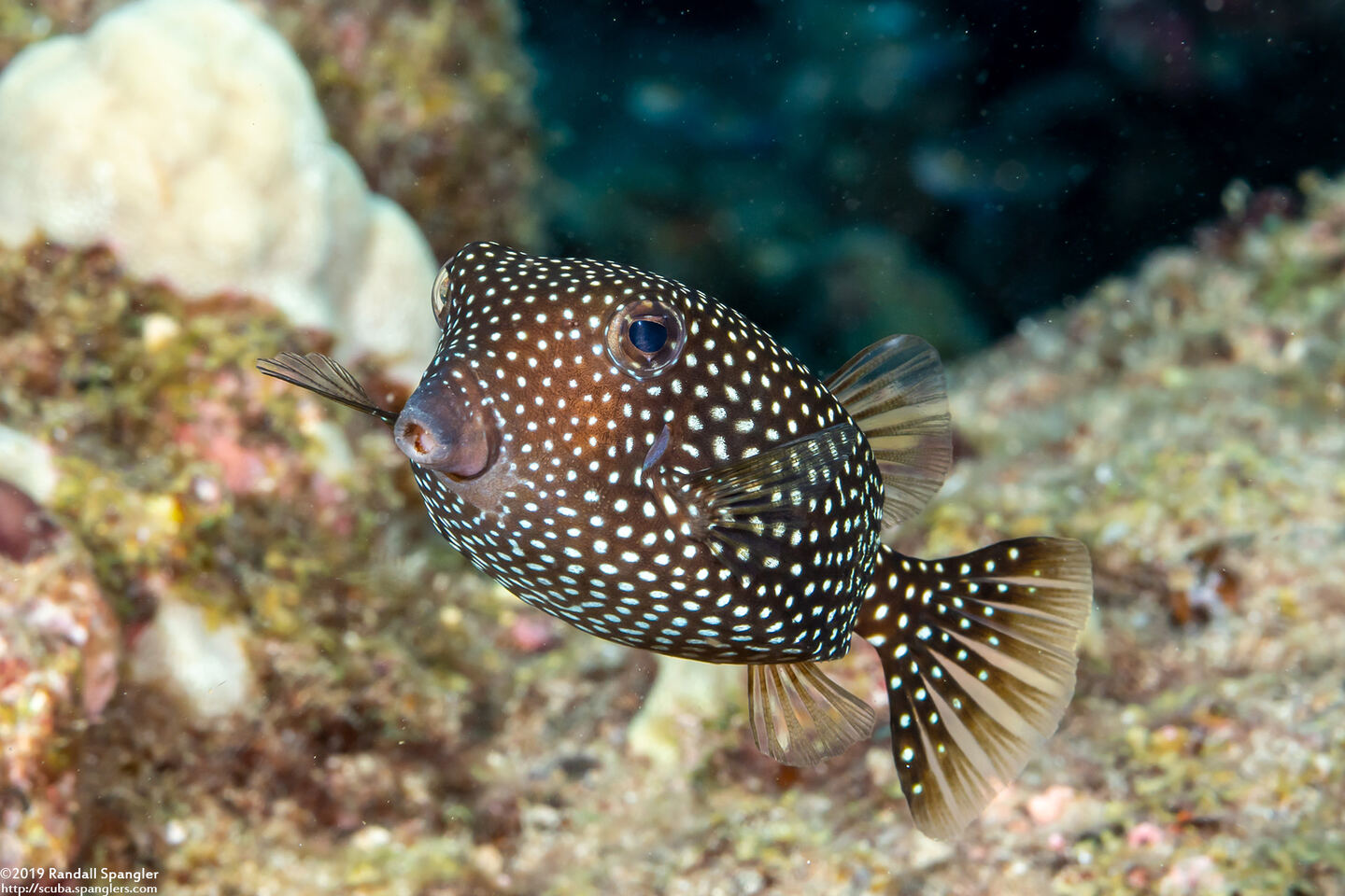 Ostracion meleagris (Spotted Boxfish)