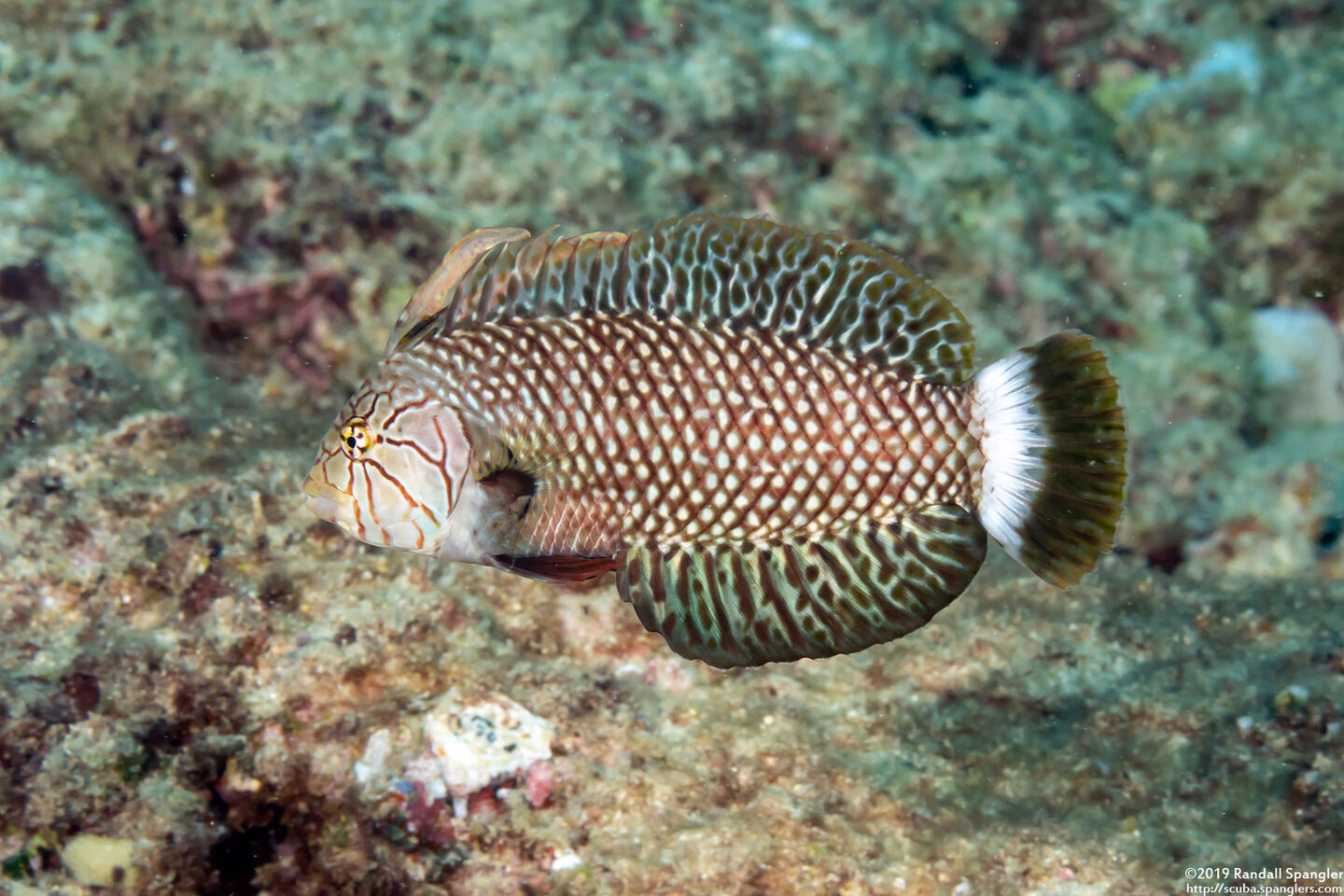Novaculichthys taeniourus (Rockmover Wrasse)