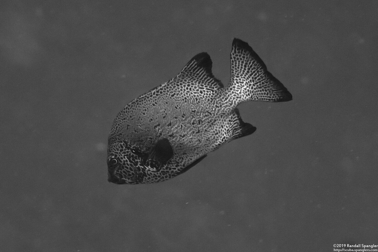 Oplegnathus punctatus (Spotted Knifejaw)