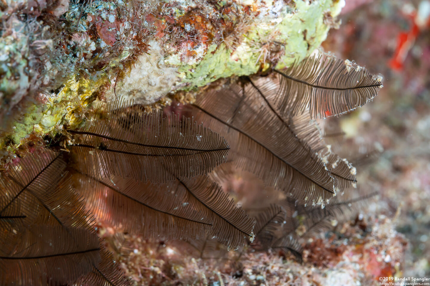 Gymnangium hians (Feather Hydroid)