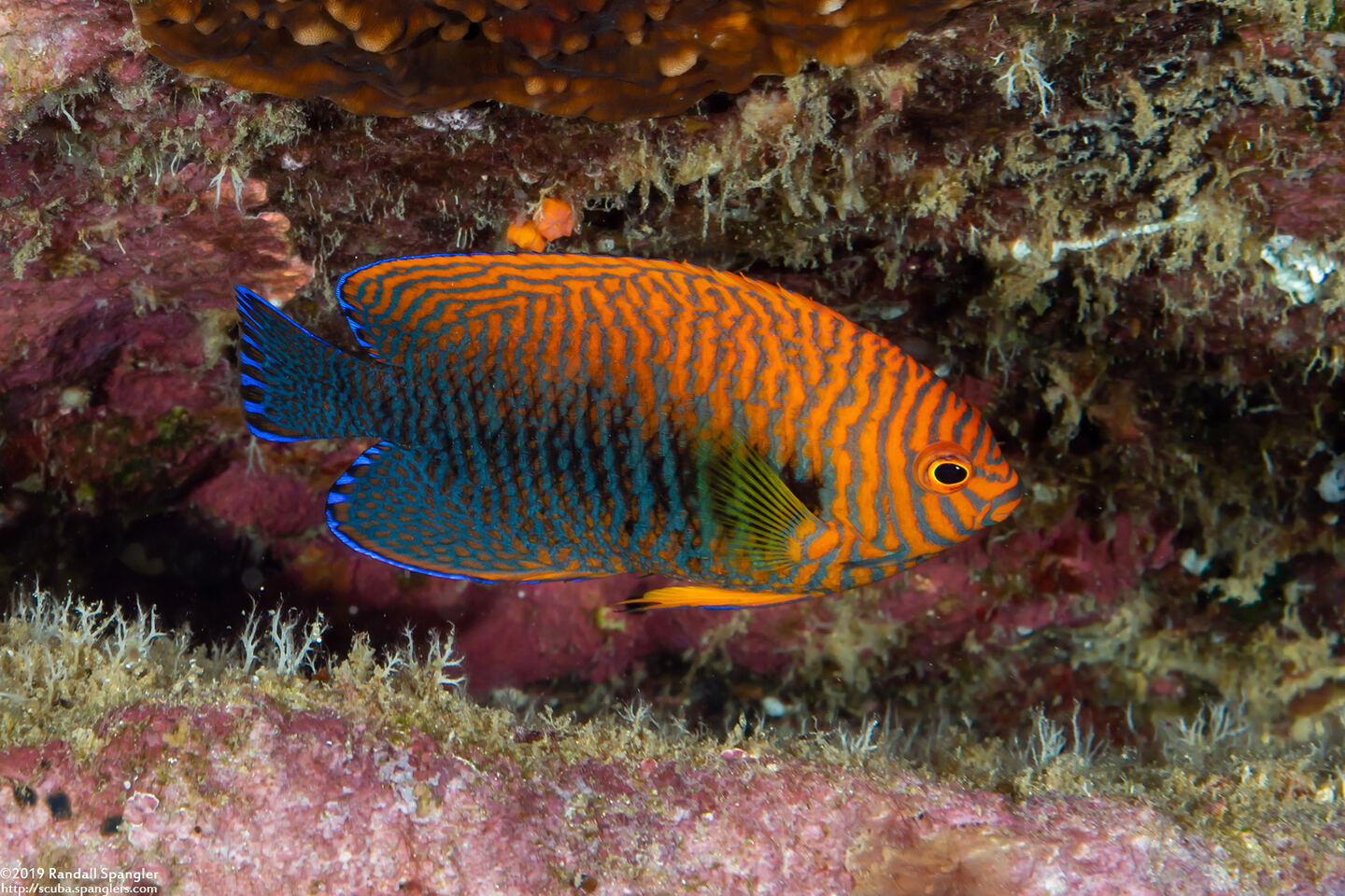 Centropyge potteri (Potter's Angelfish)