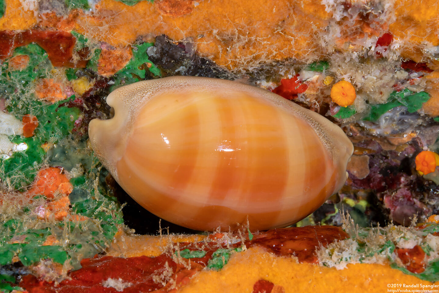 Lyncina sulcidentata (Groove-Tooth Cowry)