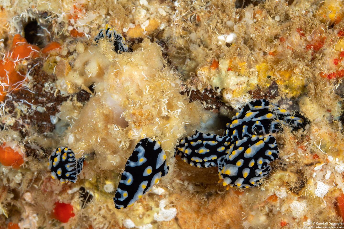 Phyllidia sp.2 (Phyllidia sp.2); It's a phyllidia party!