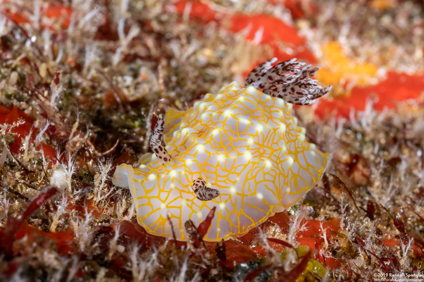 Halgerda terramtuentis (Gold Lace Nudibranch)