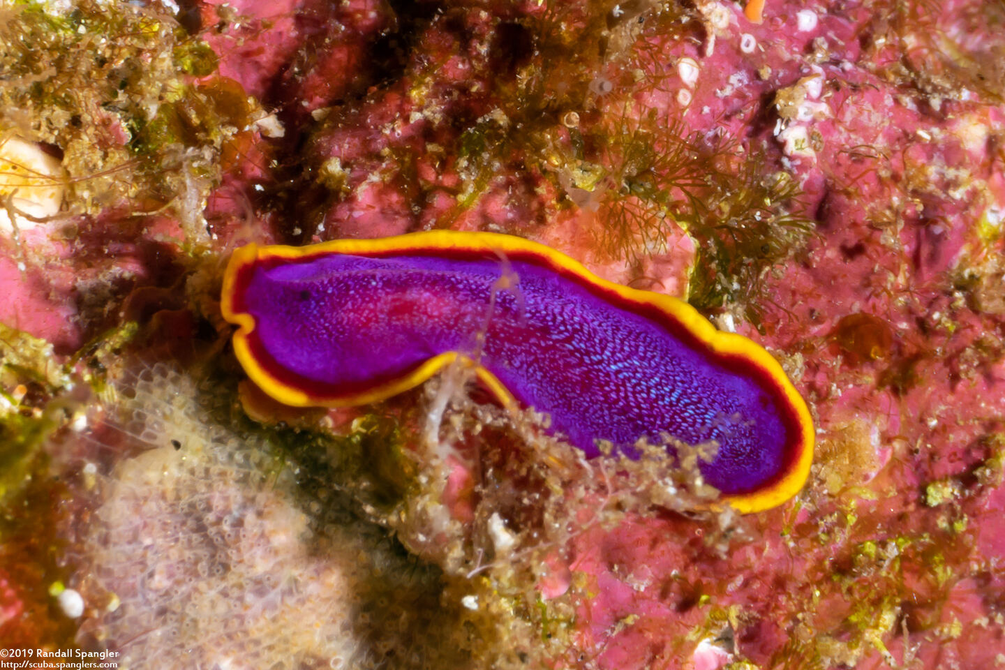 Pseudoceros ferrugineus (Fuchsia Flatworm)