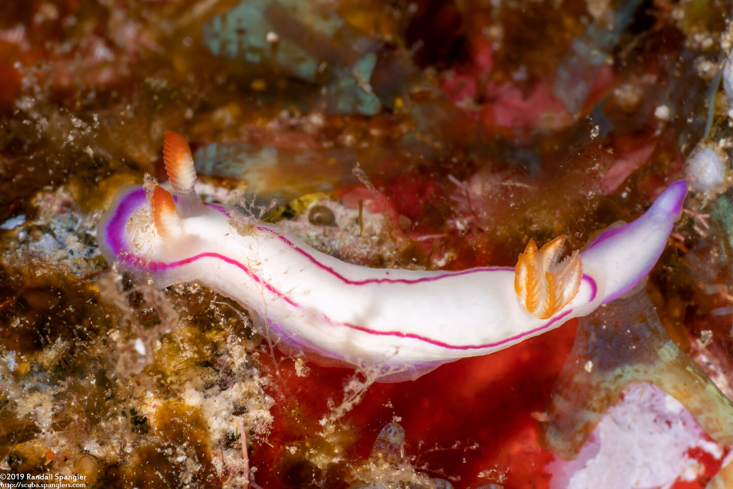 Thorunna daniellae (Danielle's Nudibranch)
