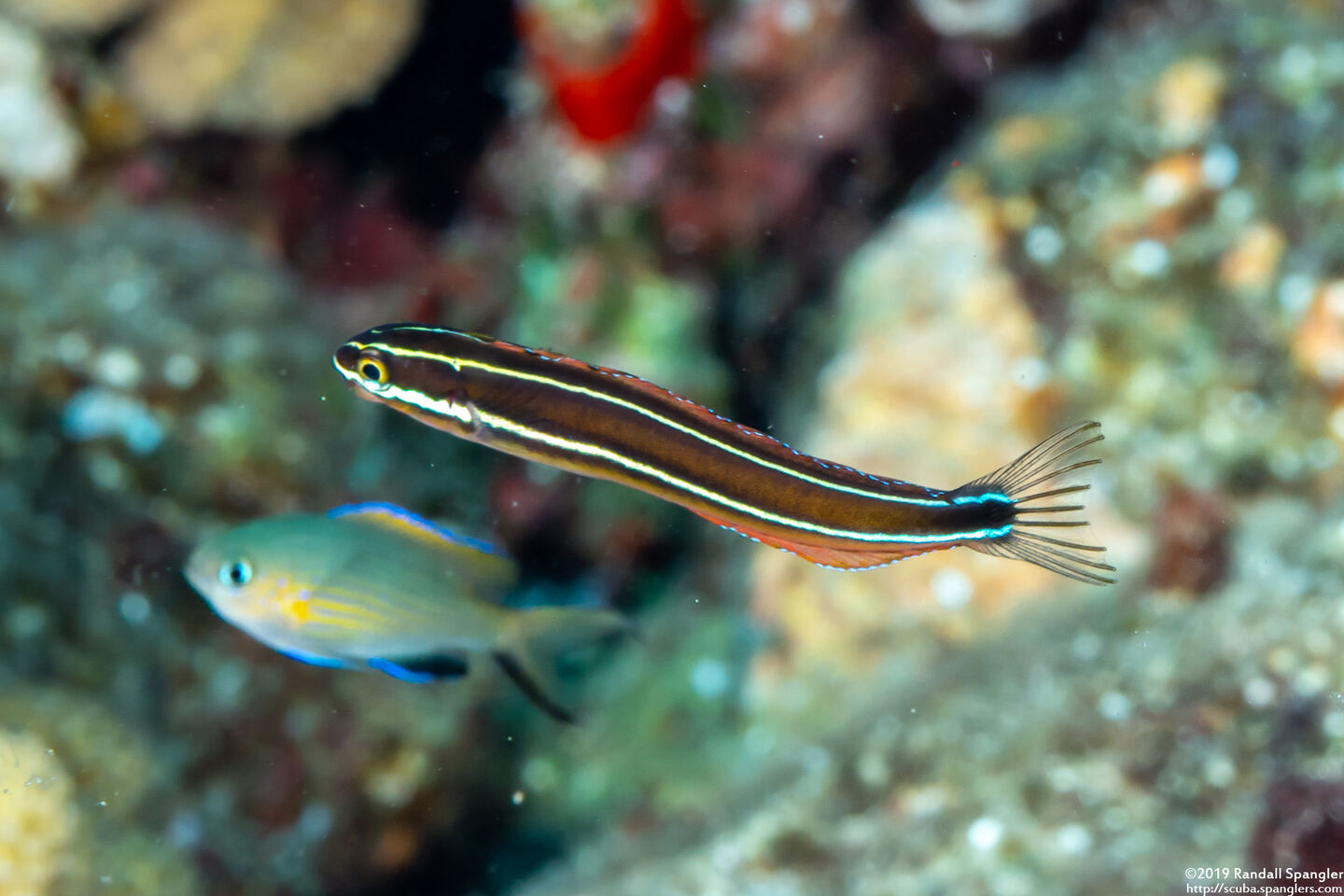 Plagiotremus ewaensis (Ewa Fang Blenny)
