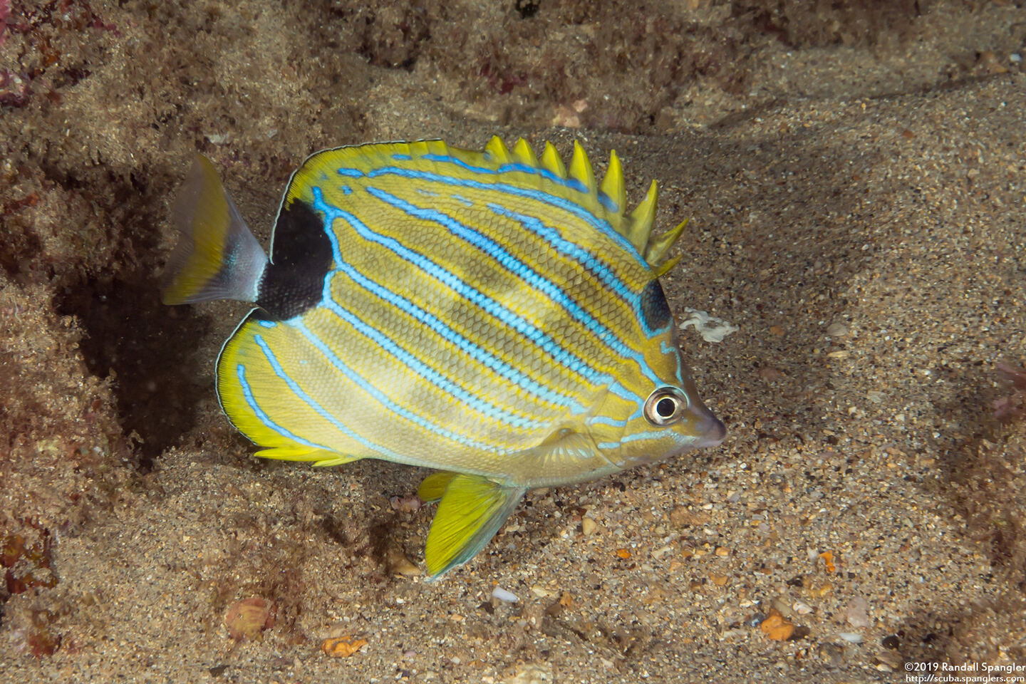 Chaetodon fremblii (Bluestripe Butterflyfish)