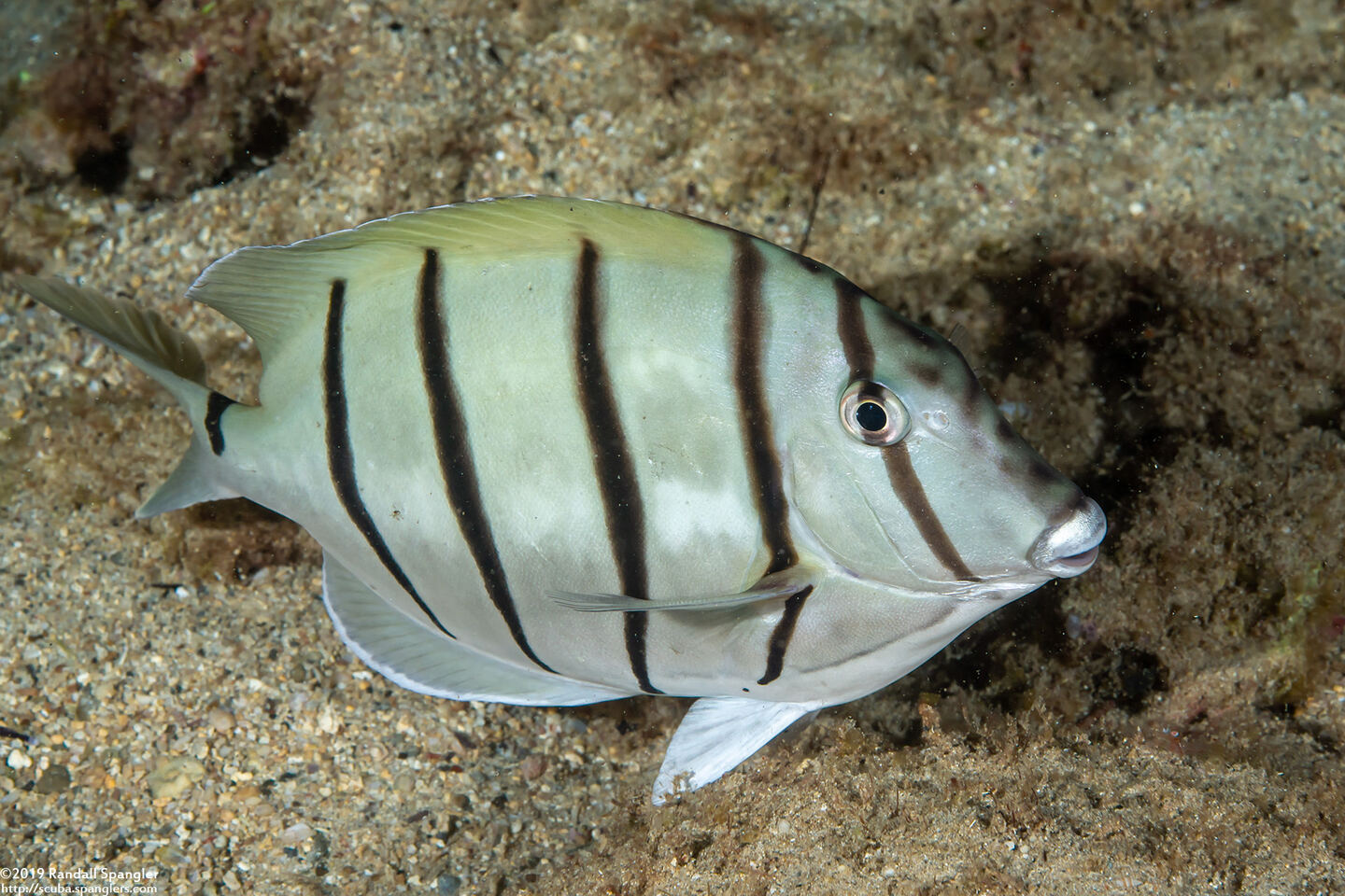 Acanthurus triostegus (Convict Tang)