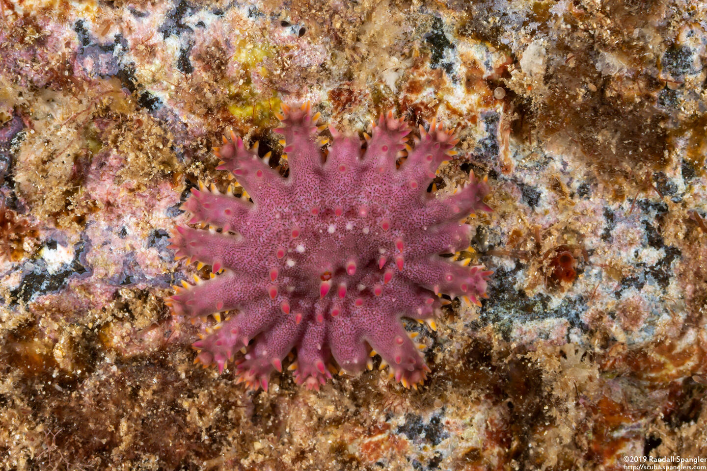Acanthaster solaris (Crown-of-Thorns Star)