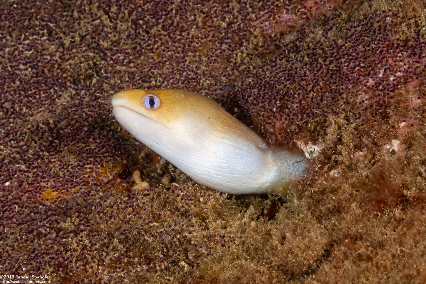 Gymnothorax melatremus (Dwarf Moray)