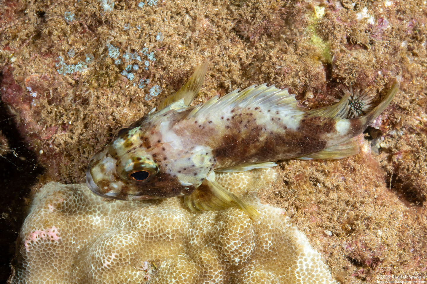Sebastapistes coniorta (Speckled Scorpionfish)