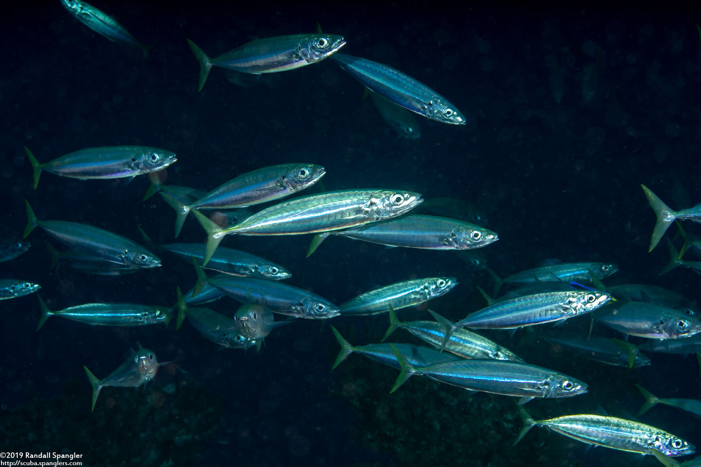 Decapterus macarellus (Mackerel Scad)
