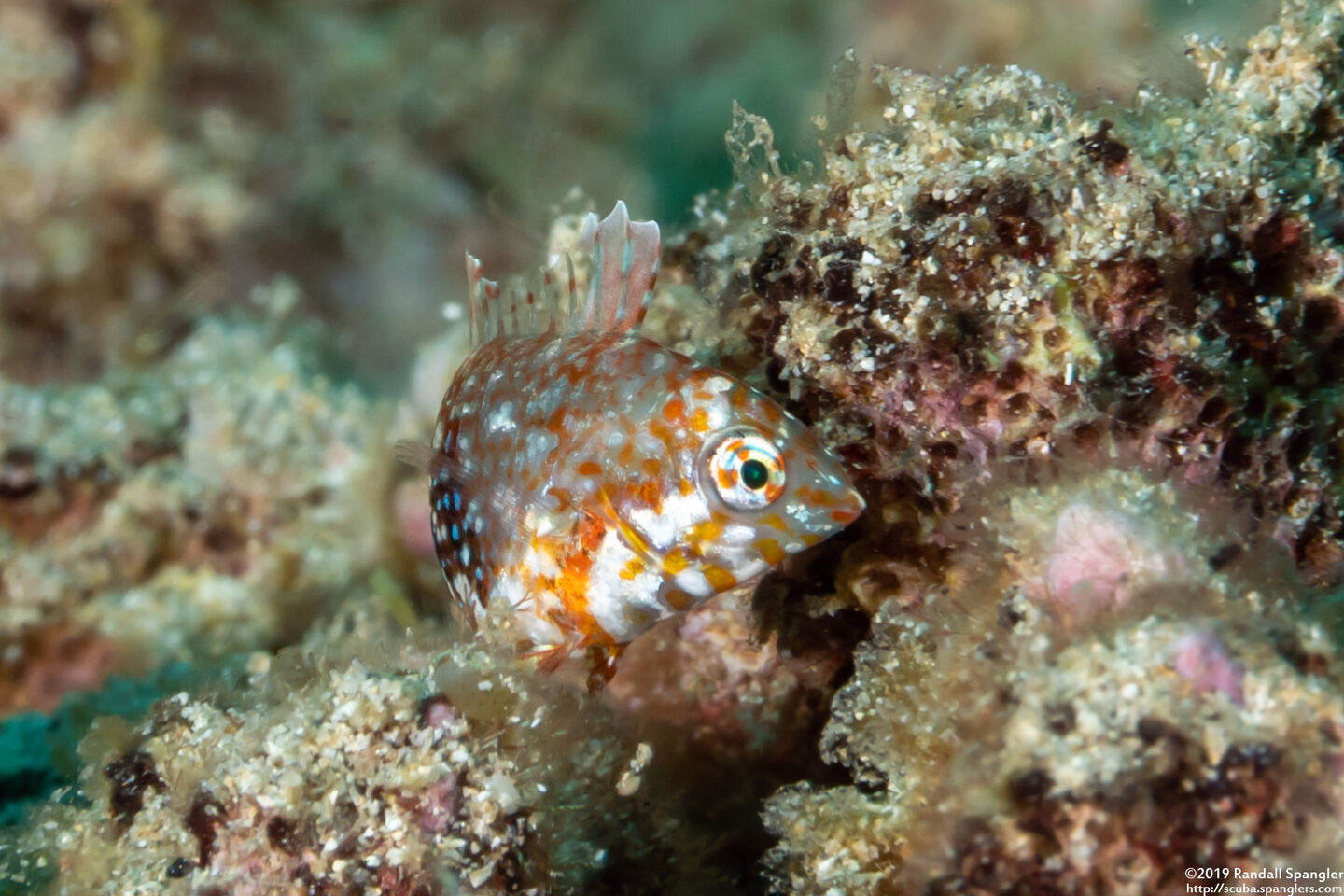 Macropharyngodon geoffroy (Shortnose Wrasse)