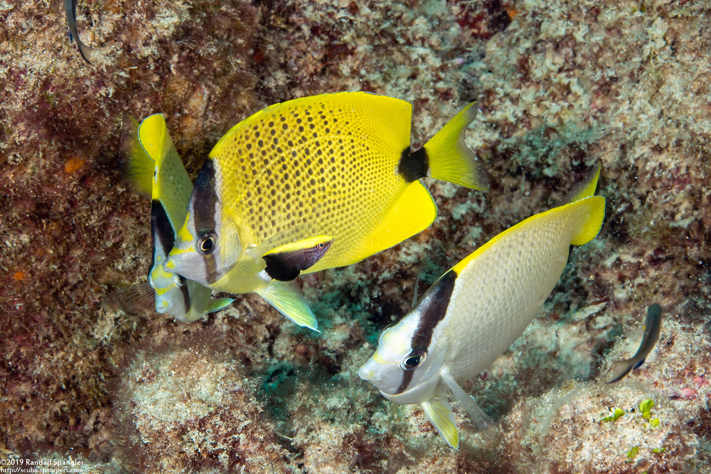 Bodianus albotaeniatus (Hawaiian Hogfish); Juvenile hogfish hiding near butterflyfish