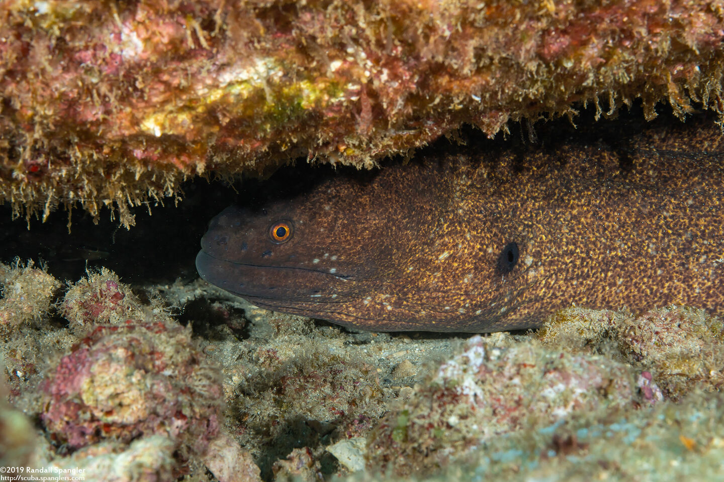 Gymnothorax flavimarginatus (Yellowmargin Moray)