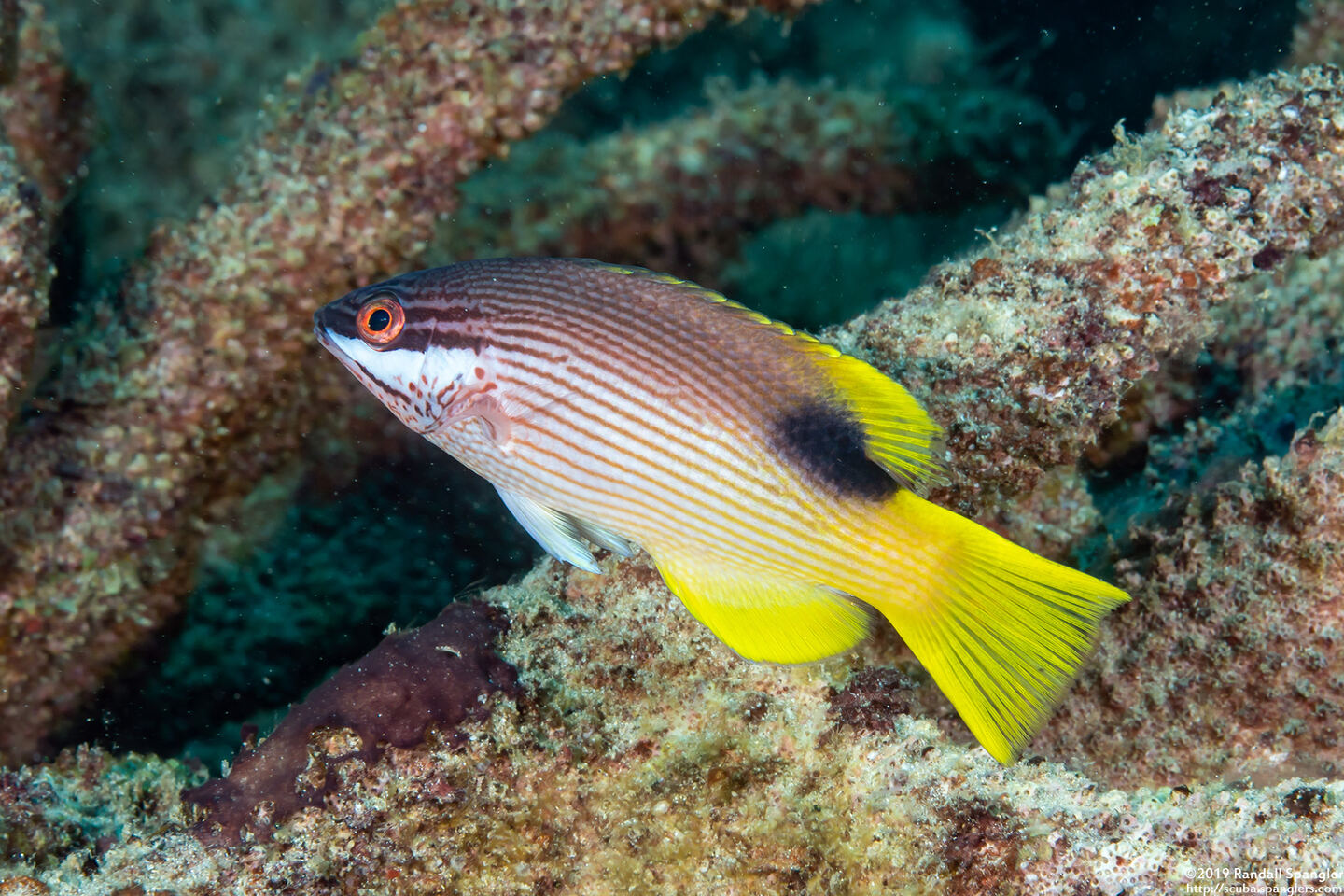 Bodianus albotaeniatus (Hawaiian Hogfish)