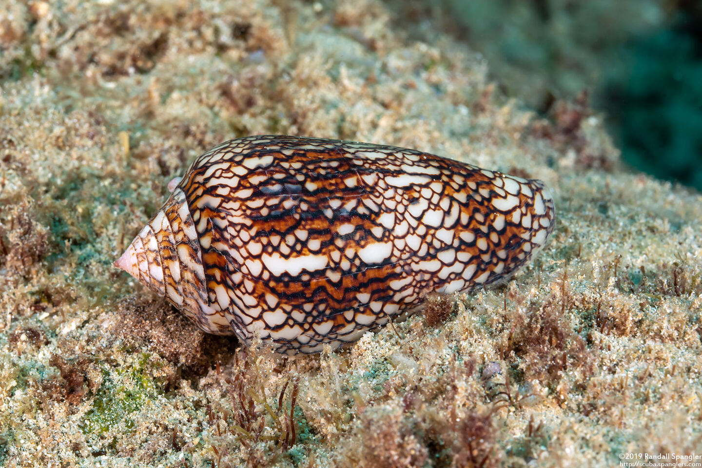 Conus textile (Textile Cone)