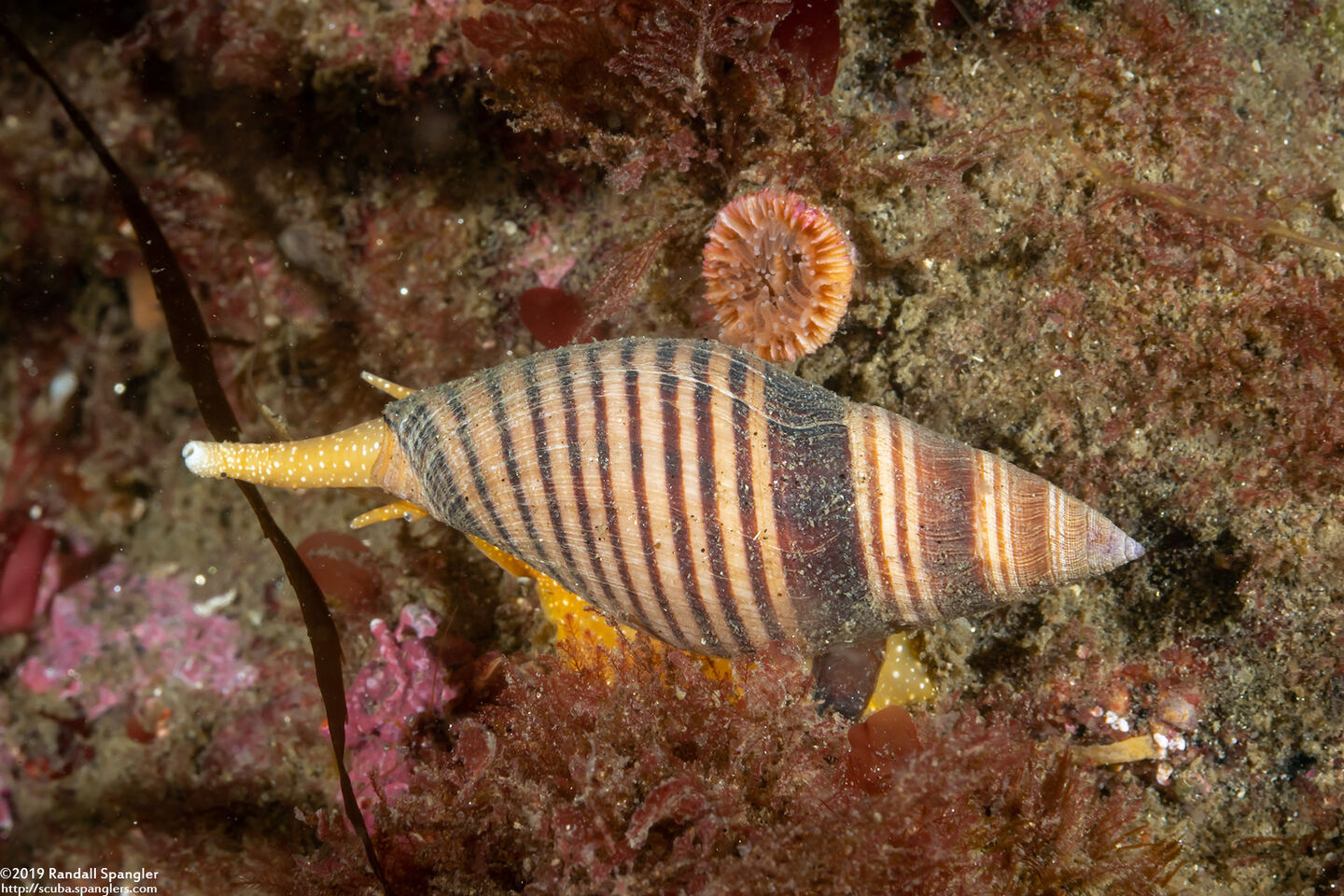 Megasurcula stearnsiana (Stearns' Turrid)