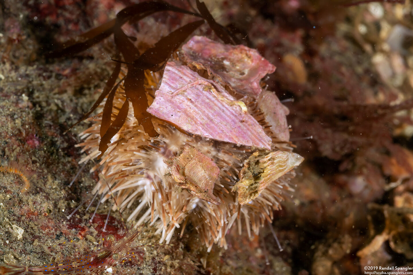Lytechinus pictus (White Sea Urchin)