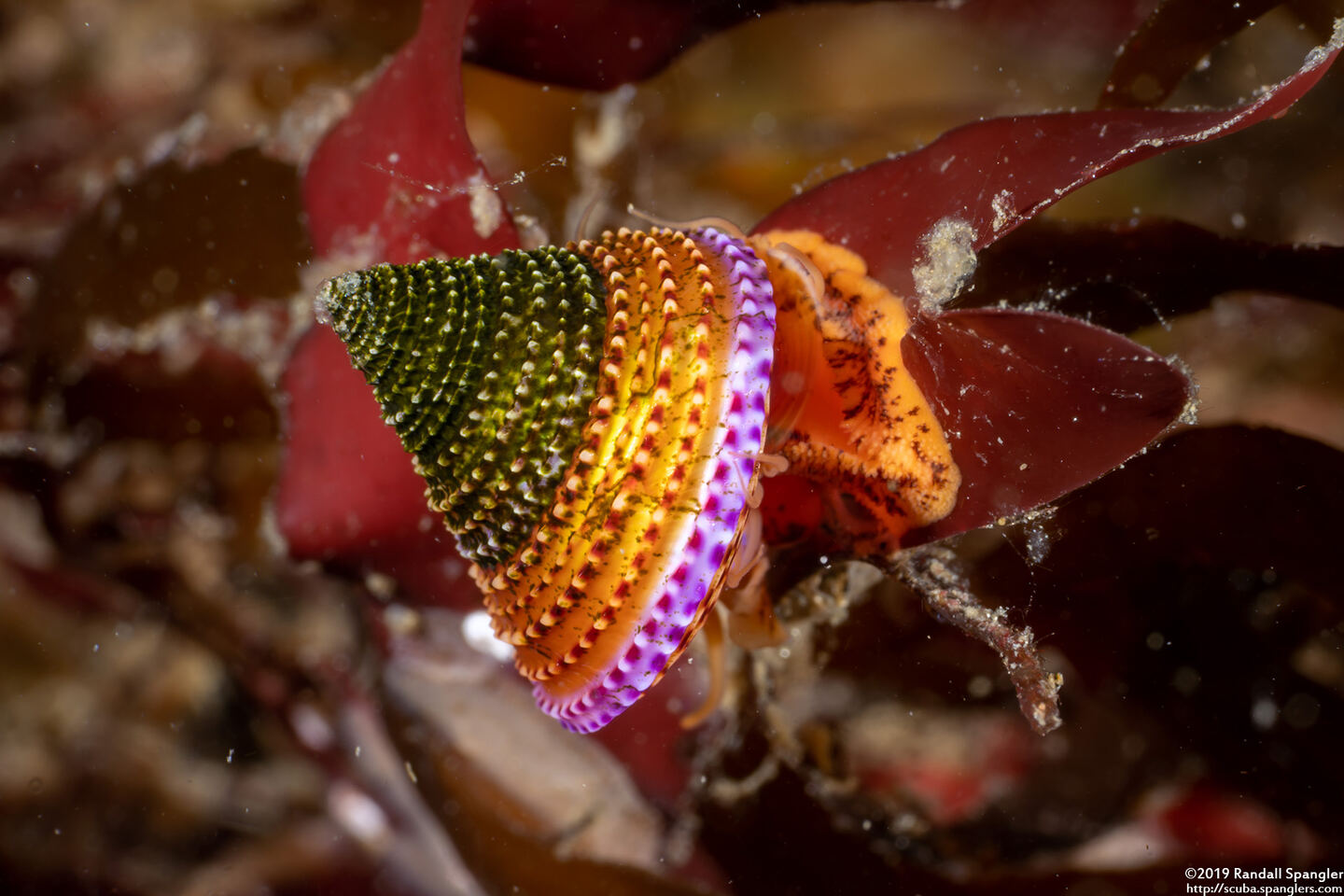 Calliostoma annulatum (Blue-Ring Top Snail)