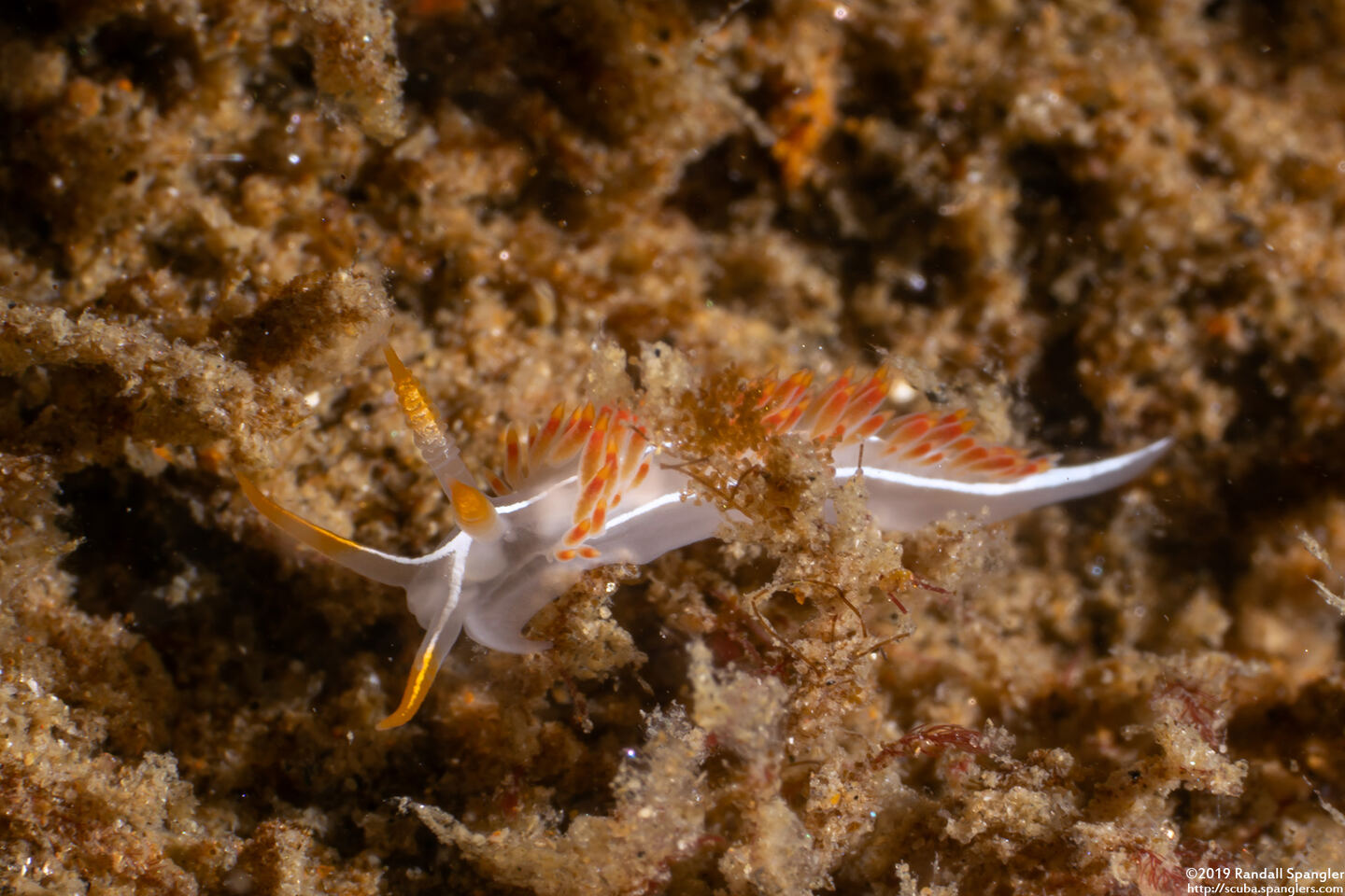 Coryphella trilineata (Three-Lined Aeolid)
