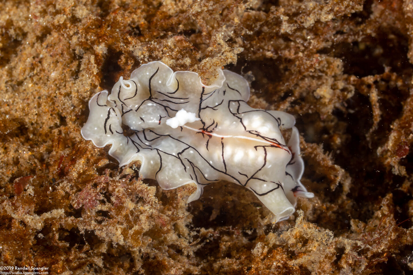 Eurylepta californica (Montgomery's Flatworm)