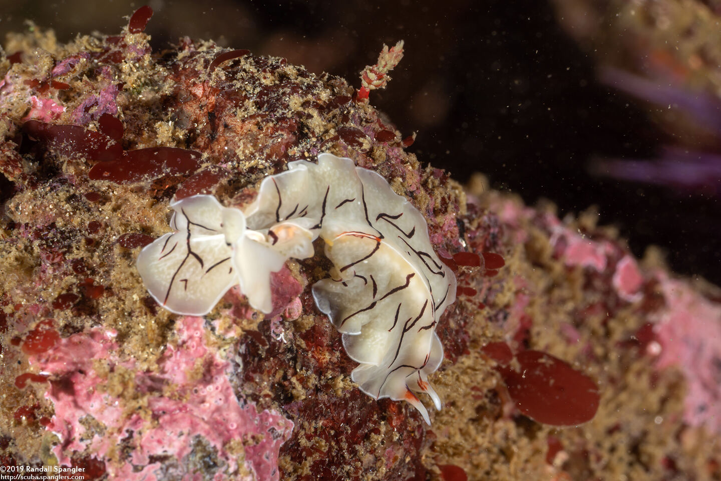 Eurylepta californica (Montgomery's Flatworm)