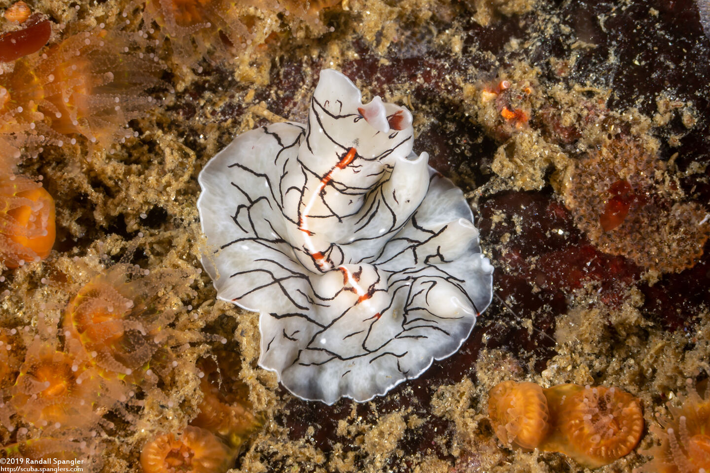 Eurylepta californica (Montgomery's Flatworm)