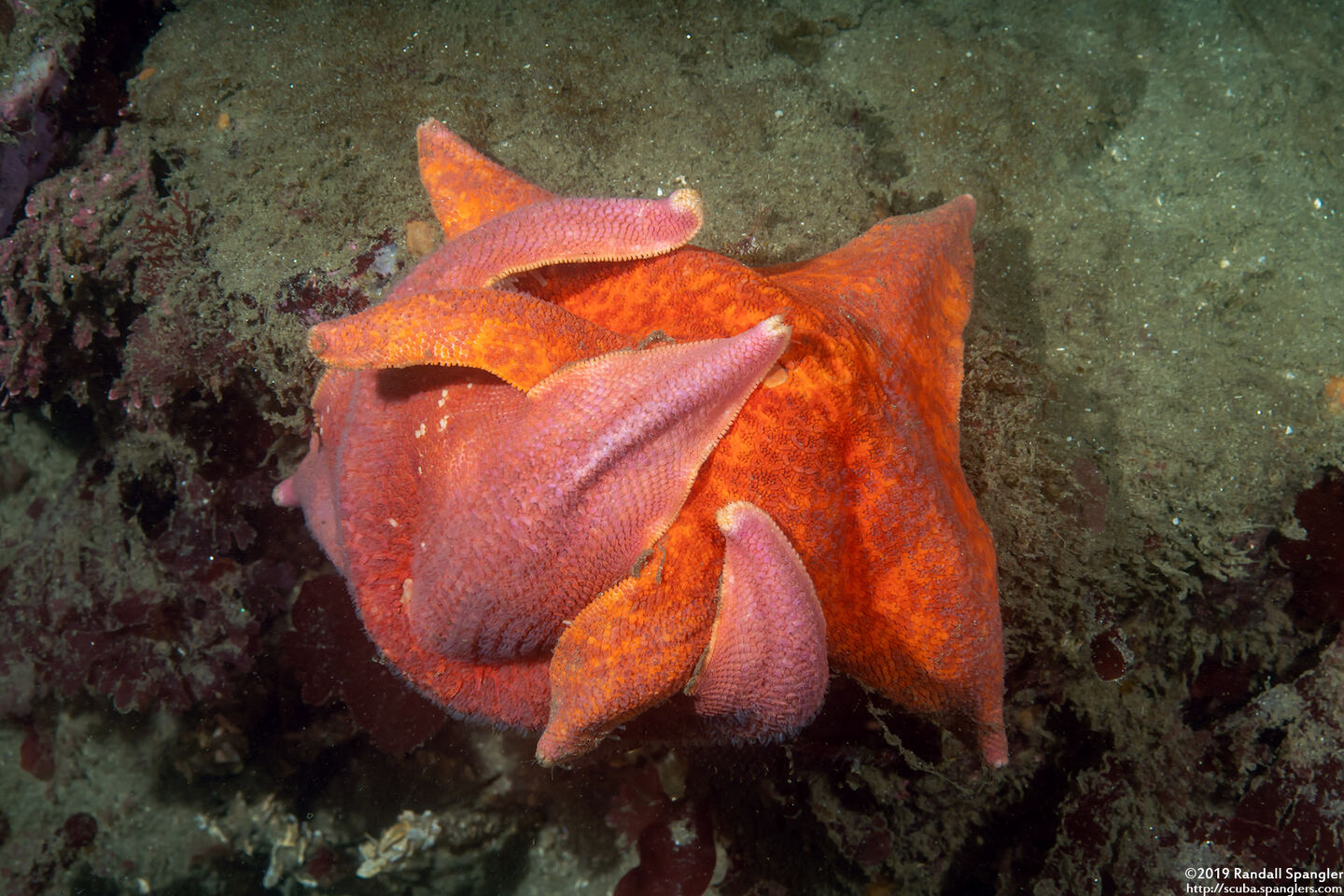 Patiria miniata (Bat Star)