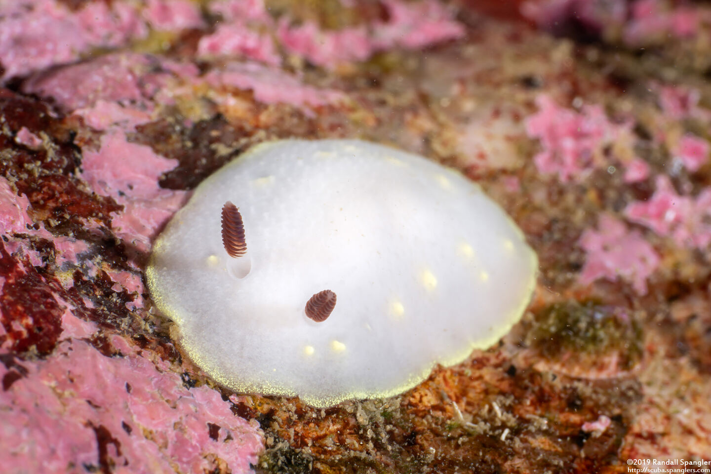 Cadlina flavomaculata (Yellow-Spot Cadlina)