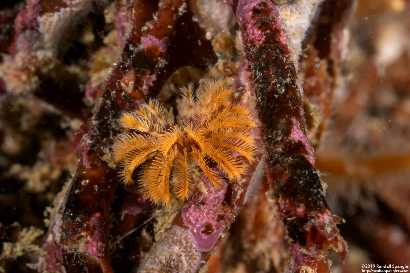 Eudistylia polymorpha (Feather Duster Worm); A tiny one, less than an inch across