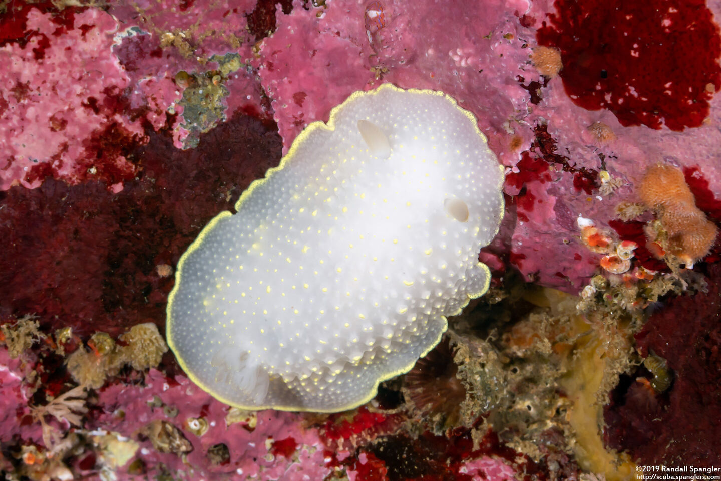 Cadlina luteomarginata (Yellow Margin Cadlina)