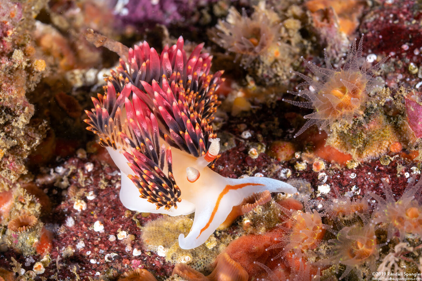 Phidiana hiltoni (Hilton's Aeolid)