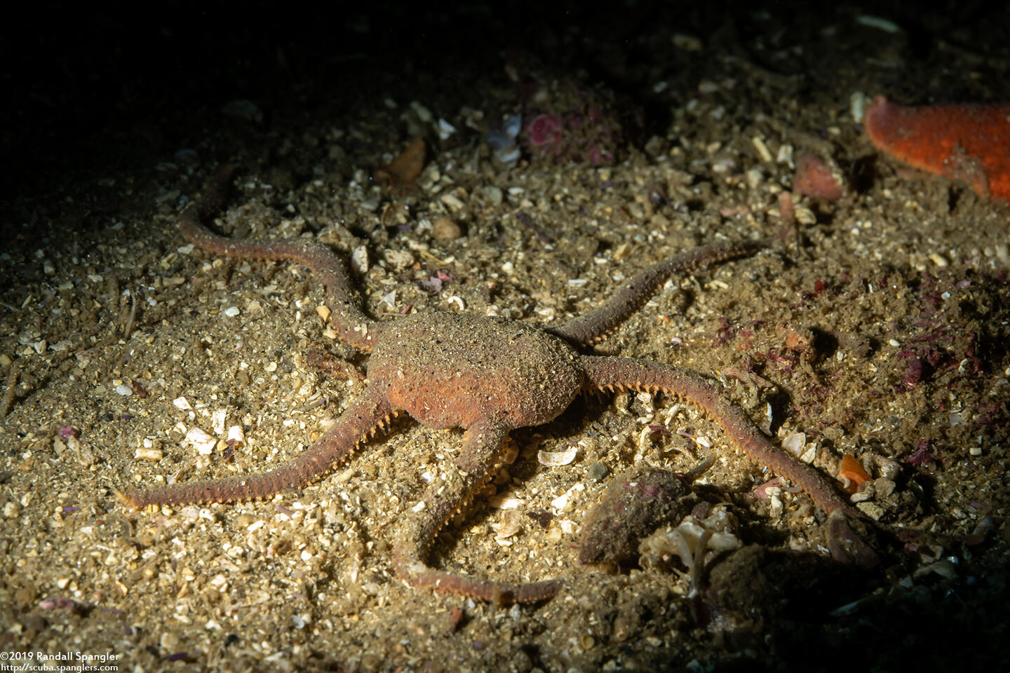 Ophioplocus esmarki (Smooth Brittle Star)